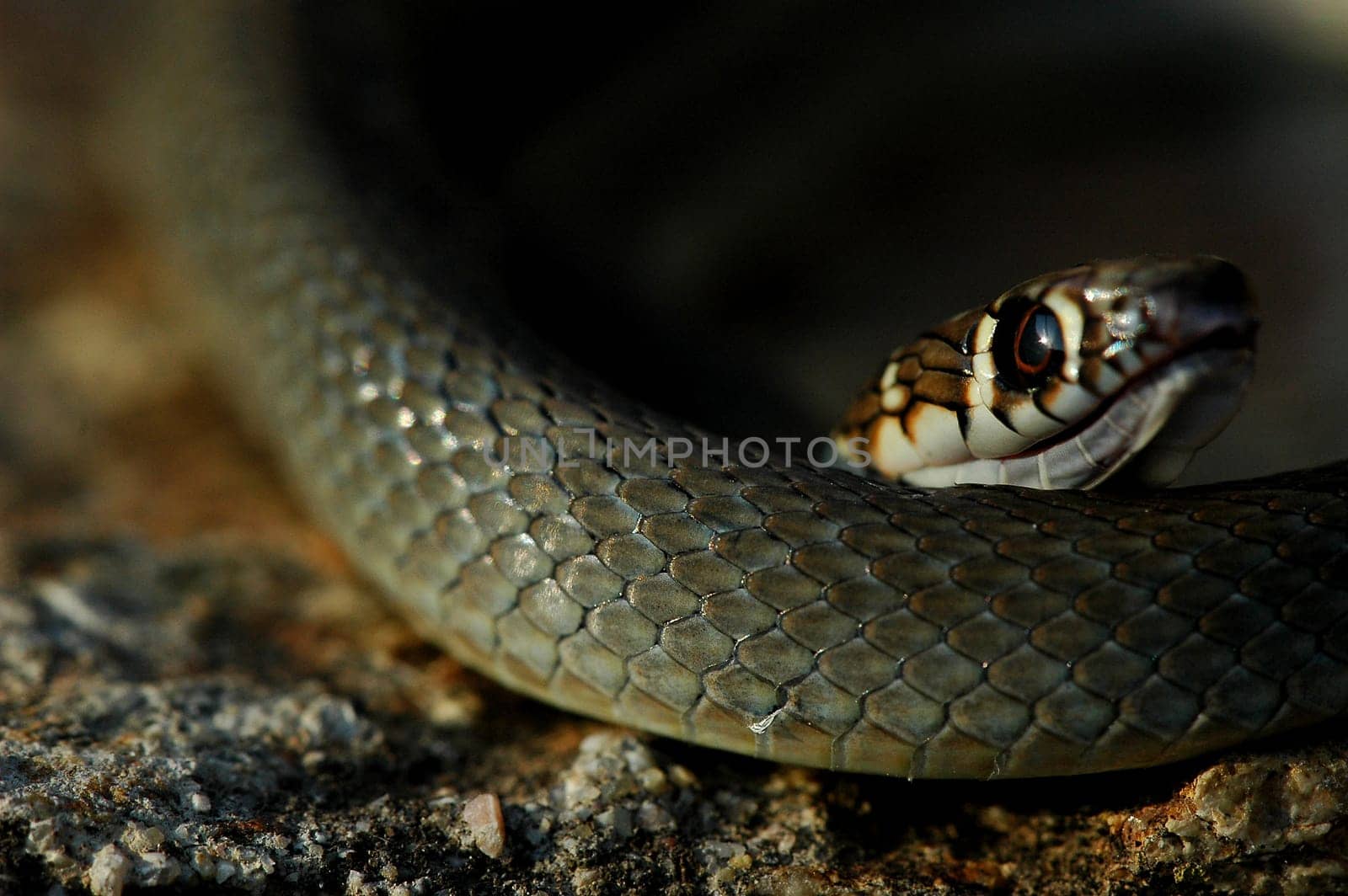 Snake Macro
