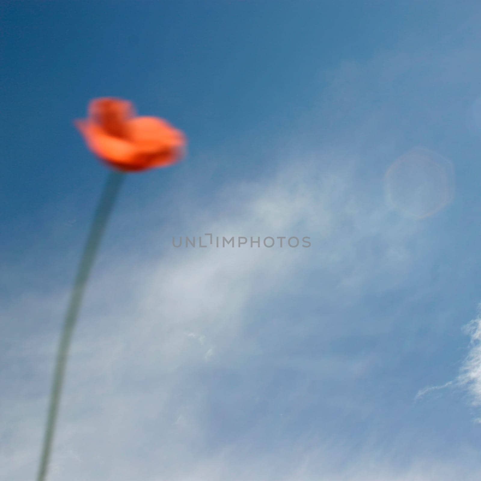 Poppy,cloudy sky