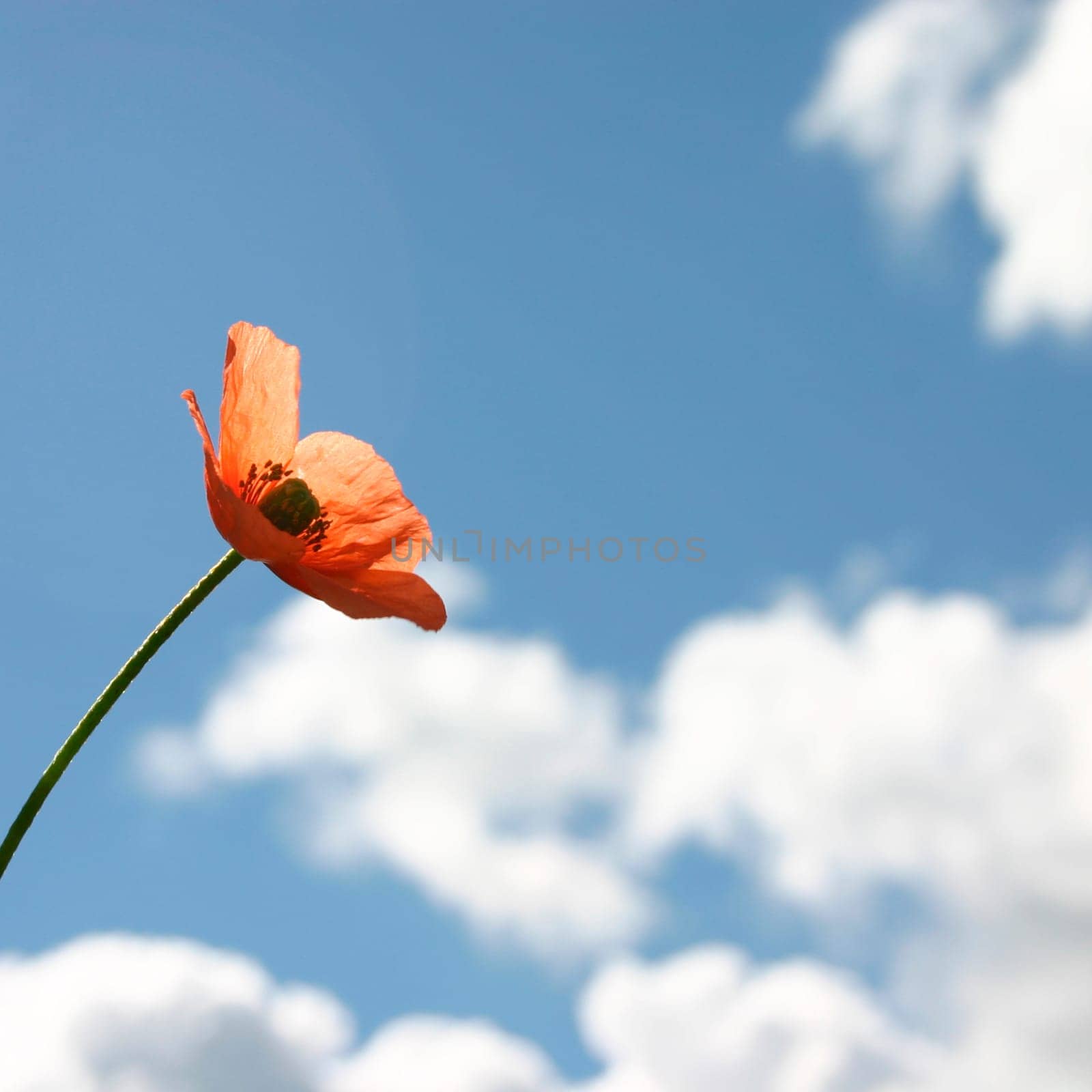 Poppy,cloudy sky