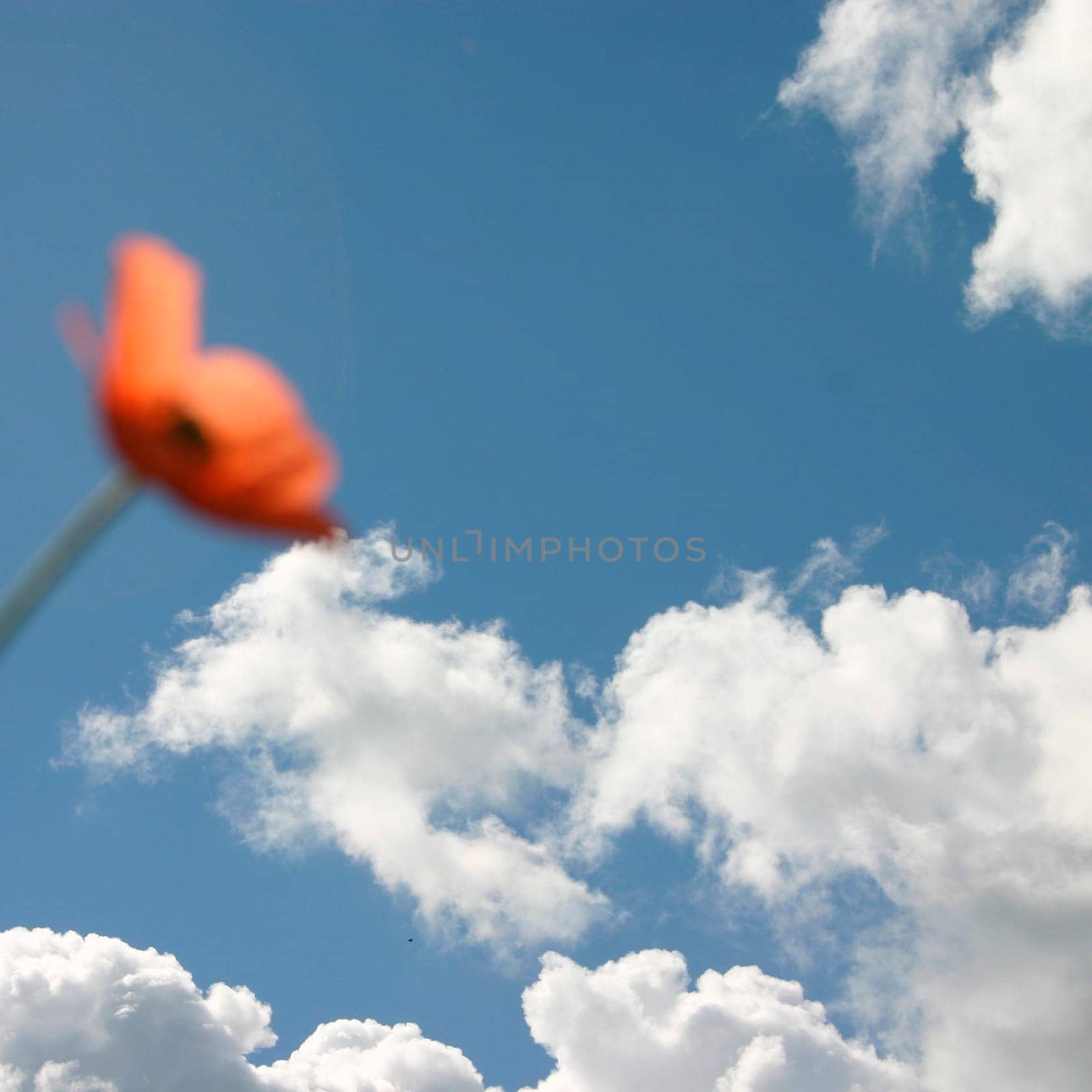 Poppy,cloudy sky