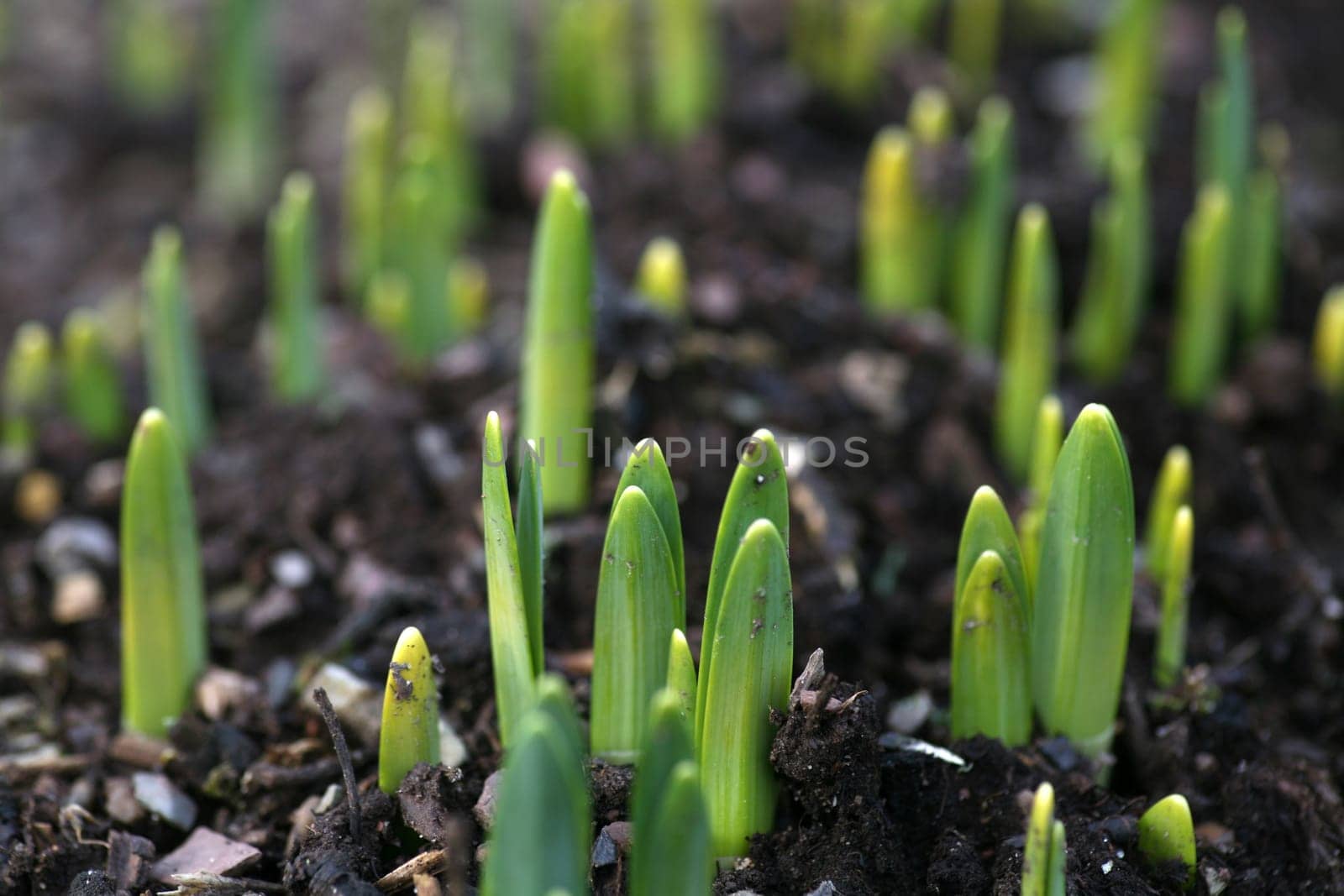 Daffodil sprouts