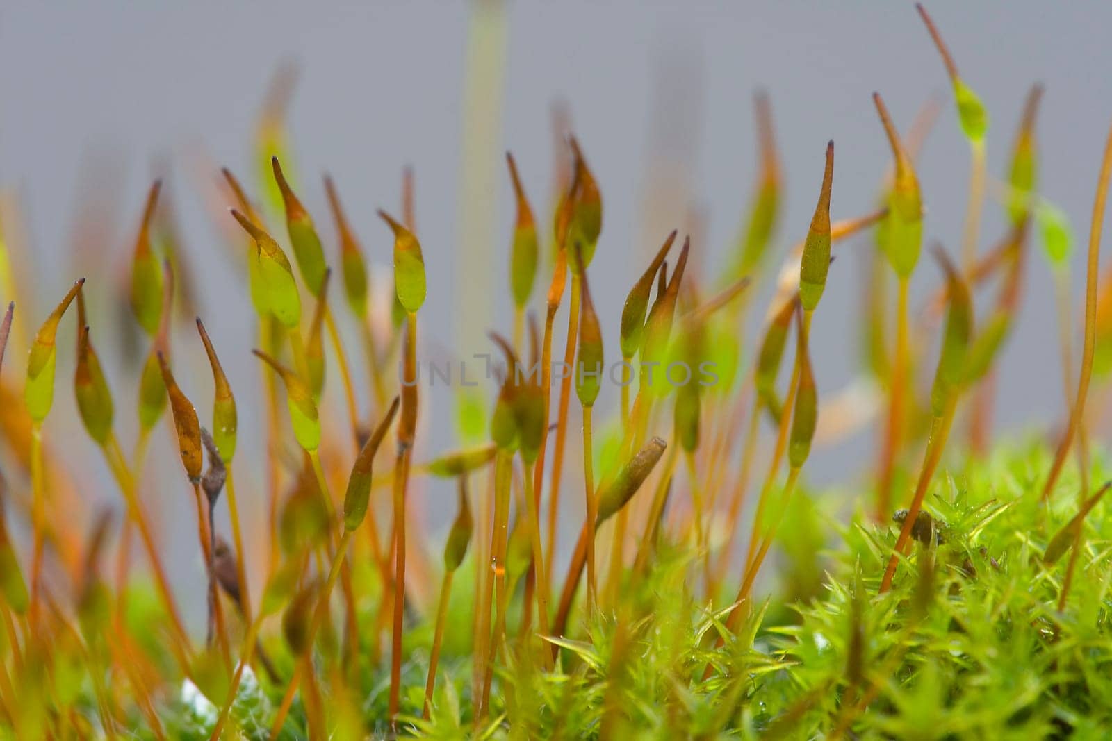 blooming moss cushion