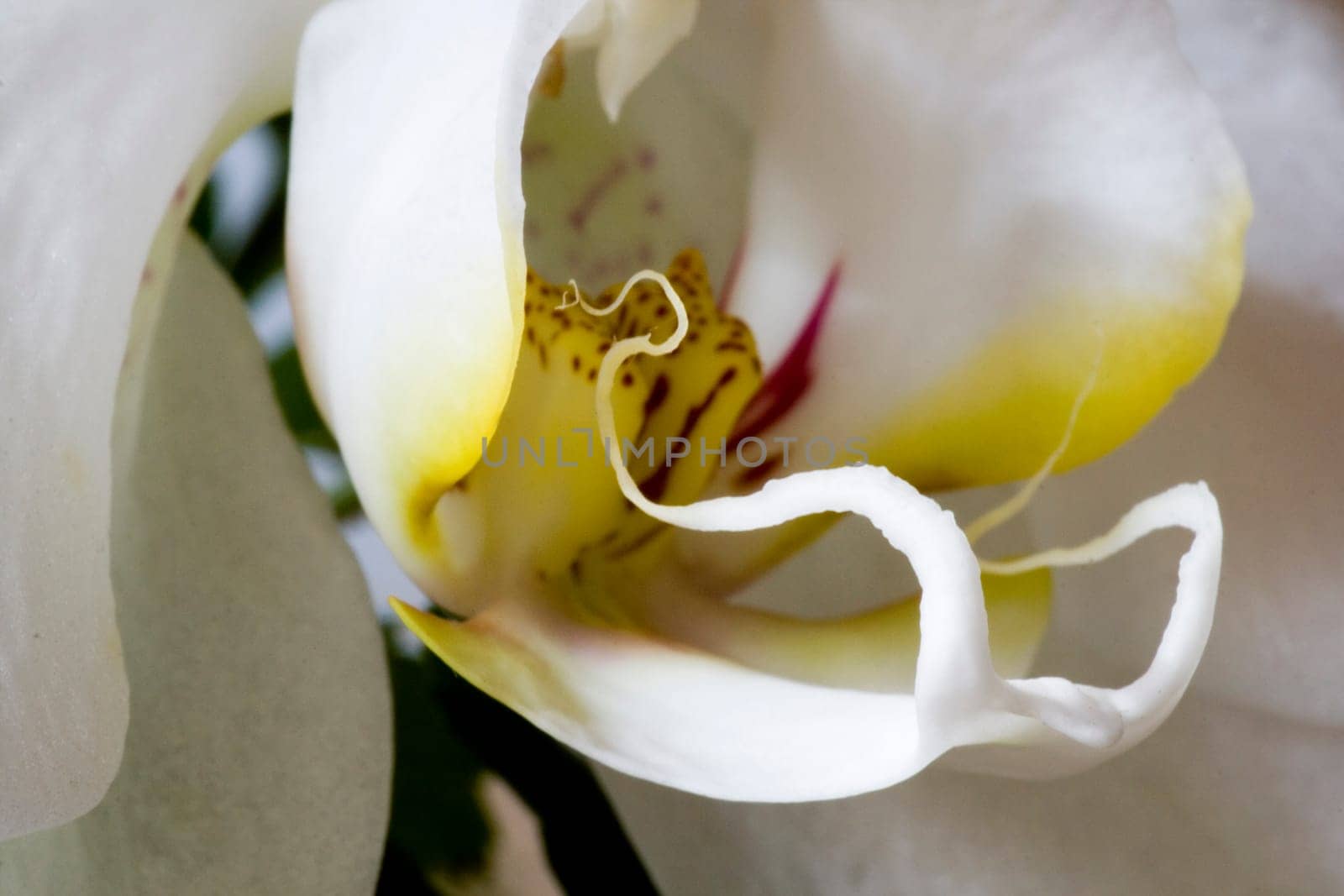 Orchid,close-up