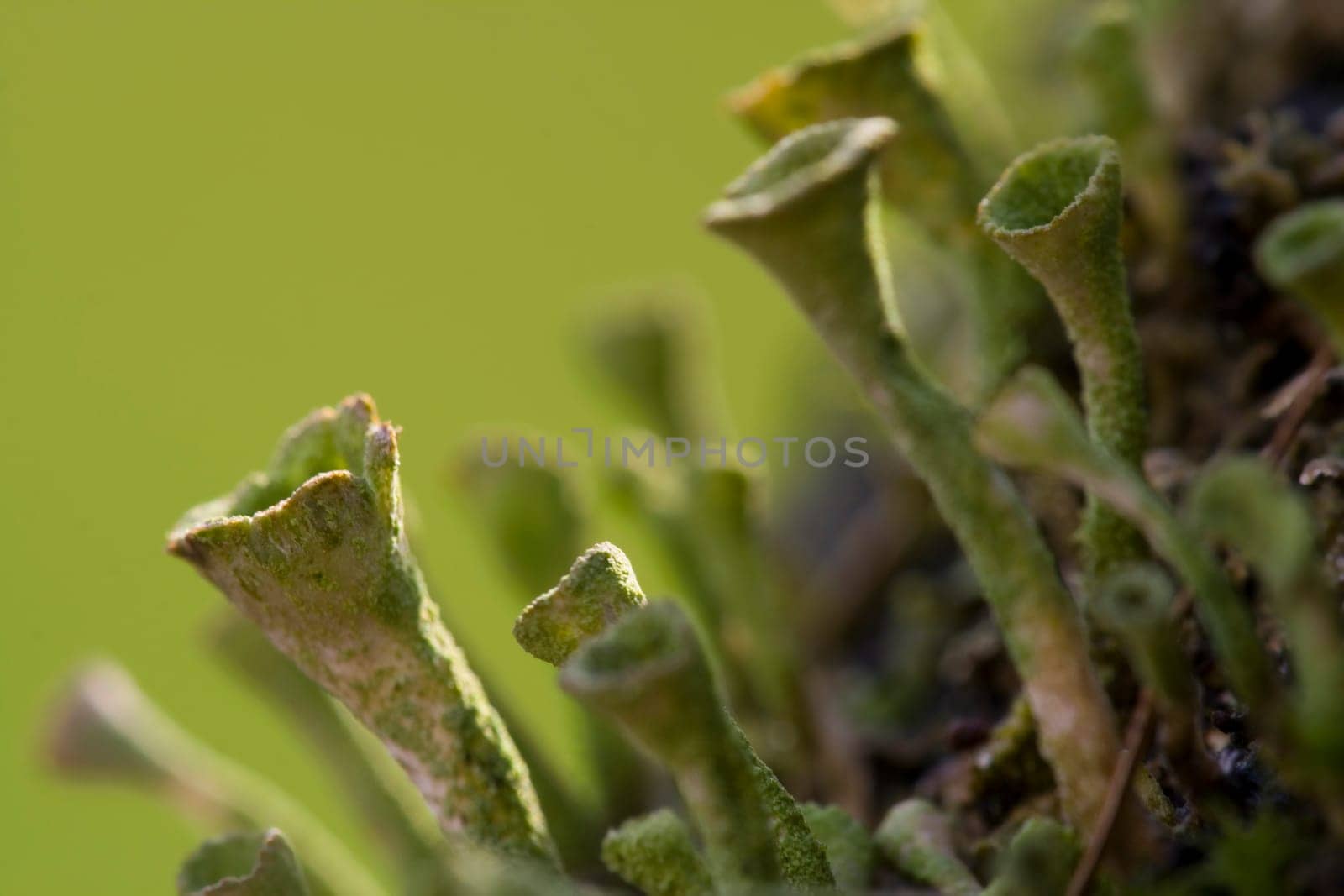 Goblet lichen