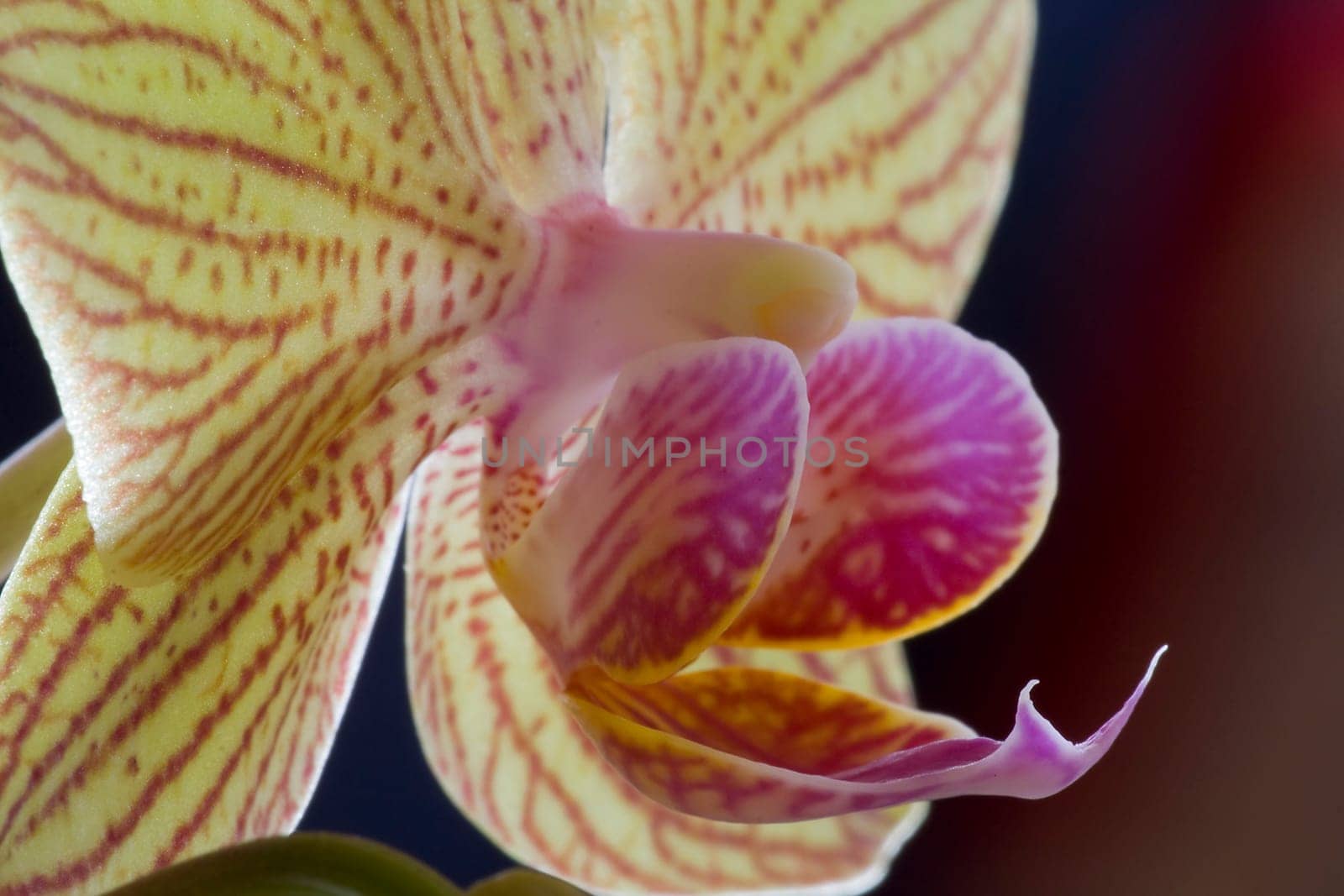 Phalaenopsis hybrid Vluyn dwarf