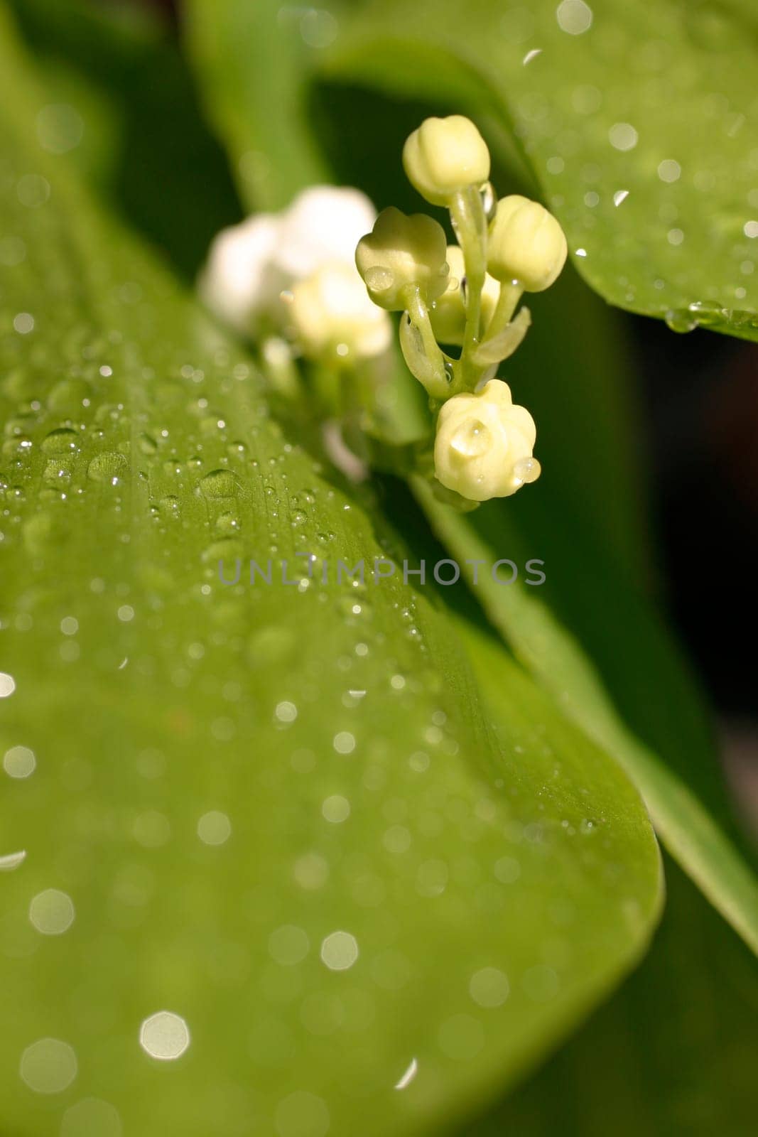 Lily of the valley,dewdrops
