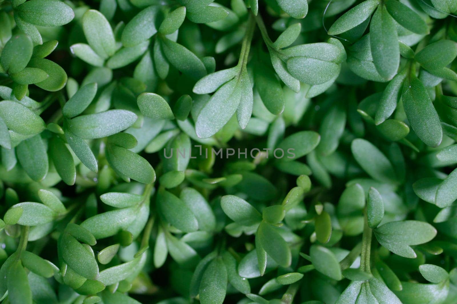 Garden herbs
