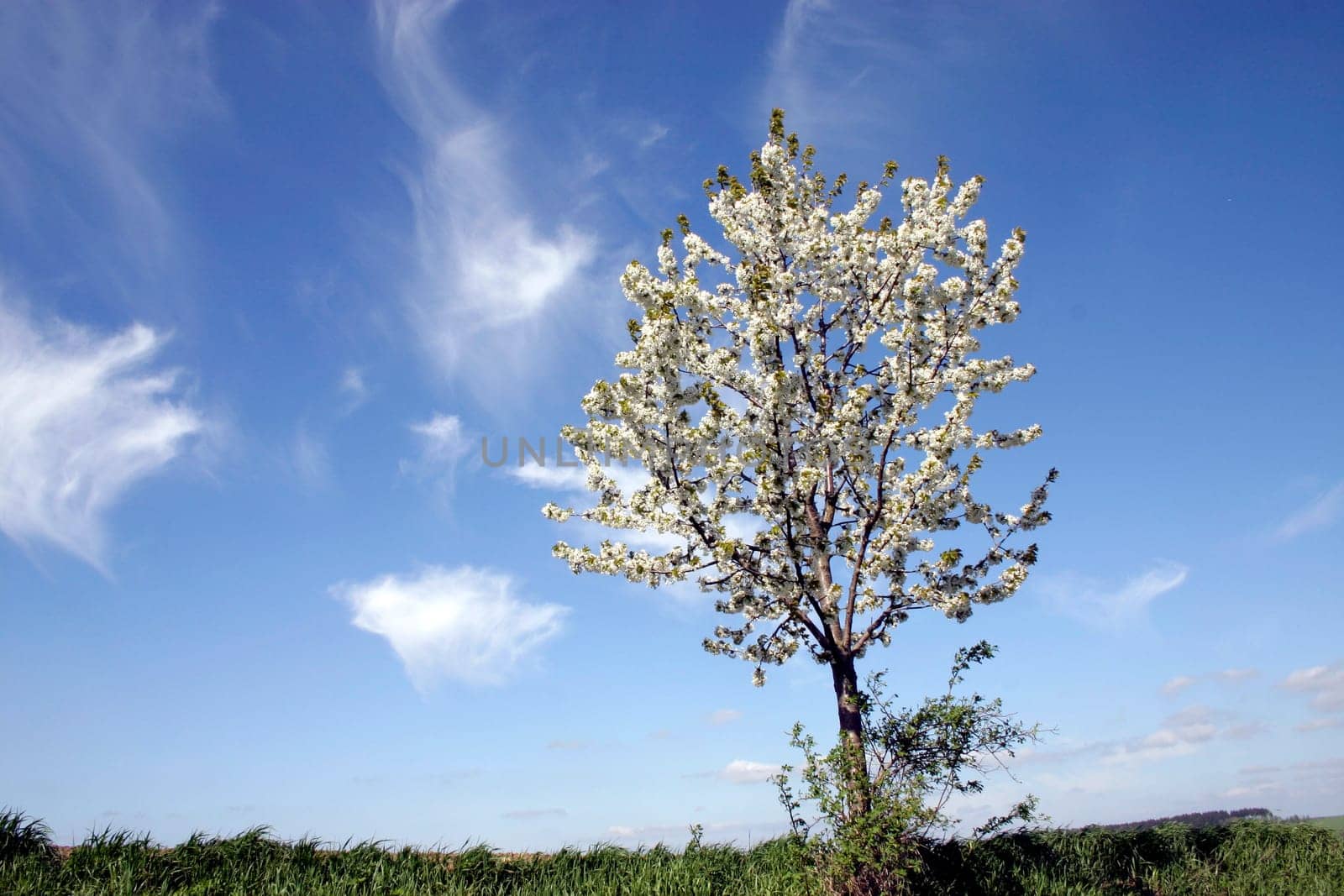 Tree,Blossoms,Cloudy Sky