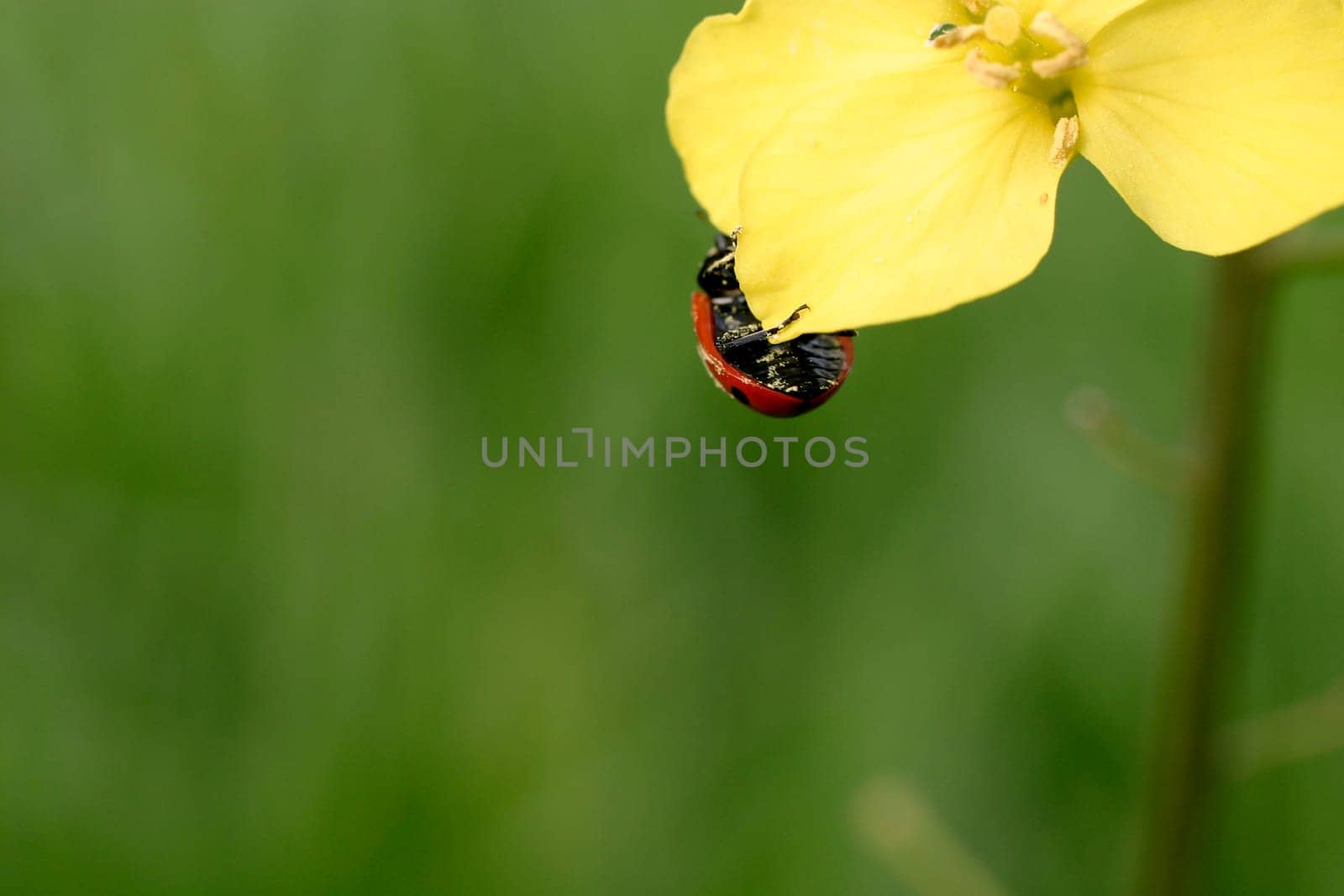Ladybug on bloom