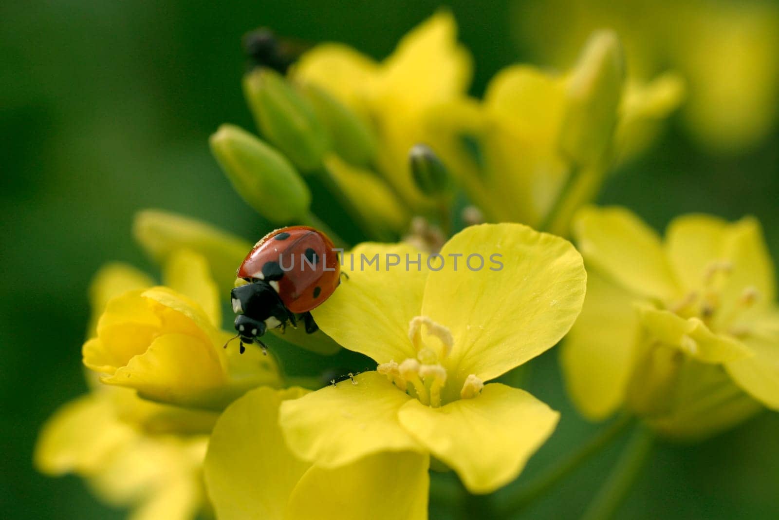 Ladybug on flowers