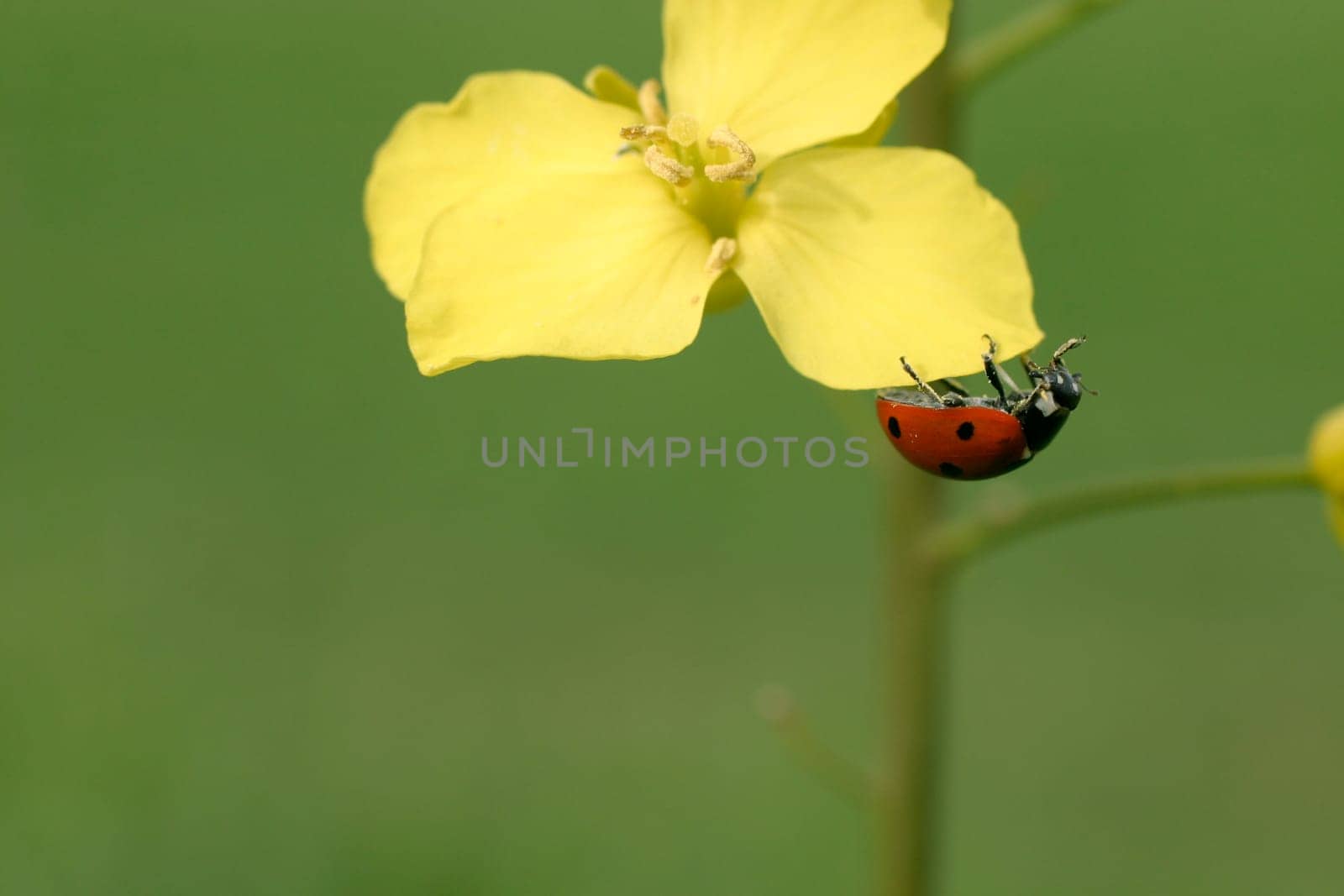 Ladybug on bloom