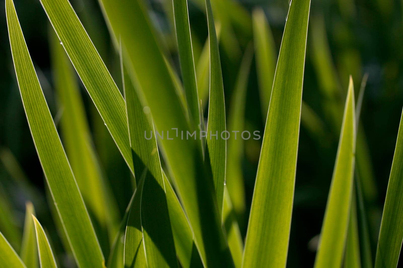 Leaves