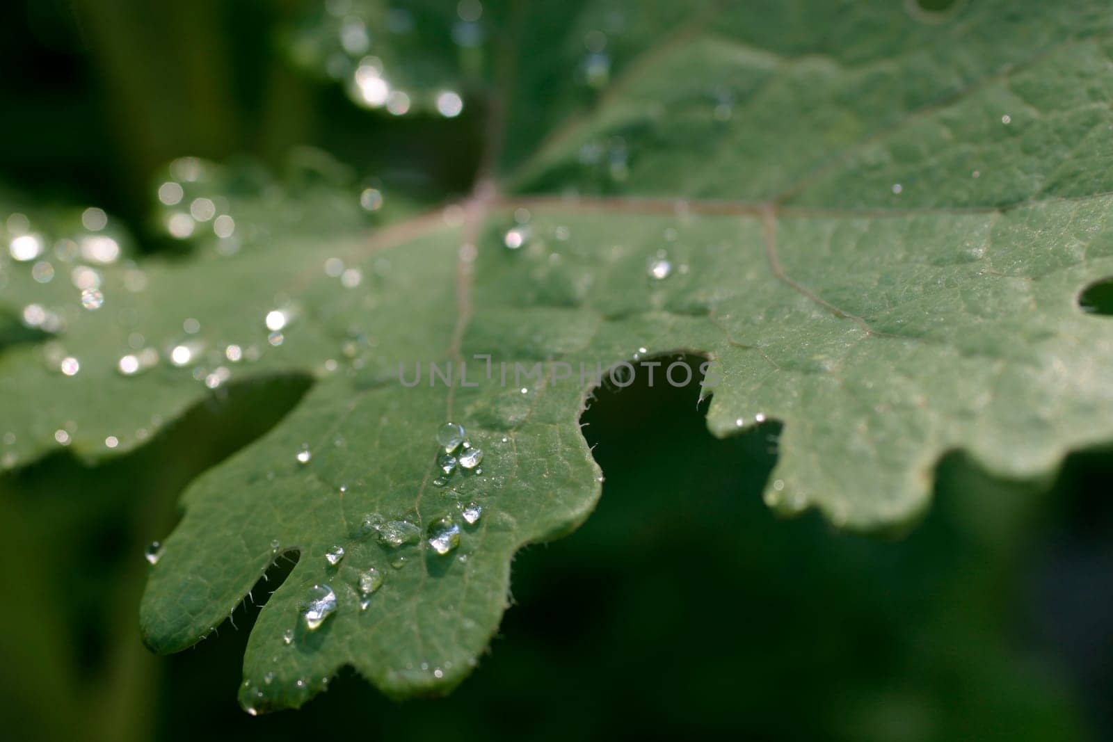 Leaf,Raindrops