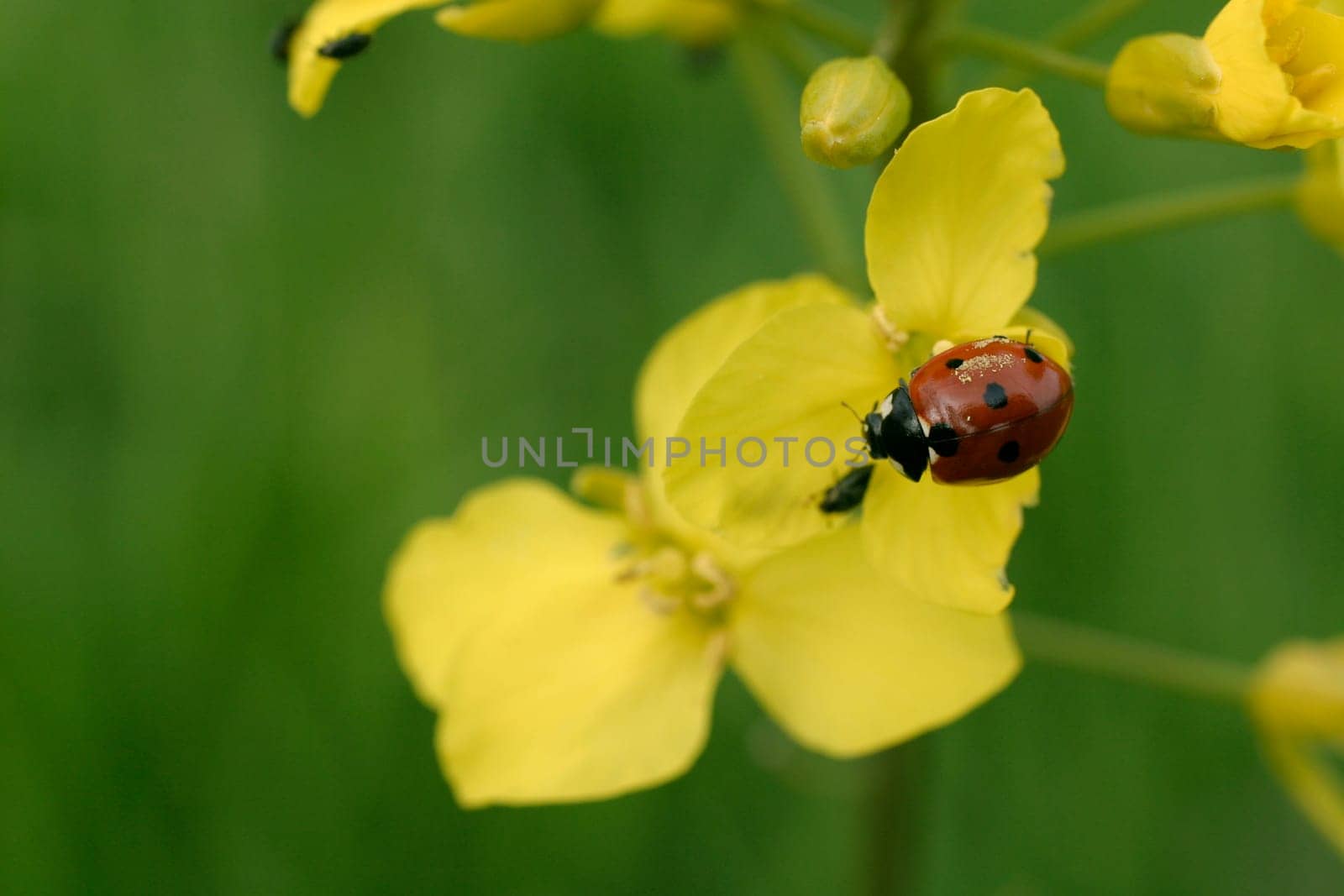 Ladybug on flowers