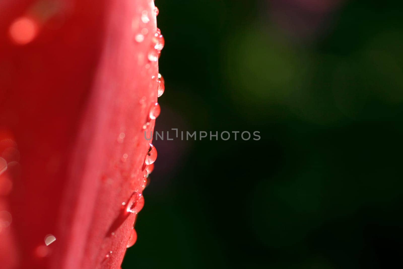 Tulip,Raindrops