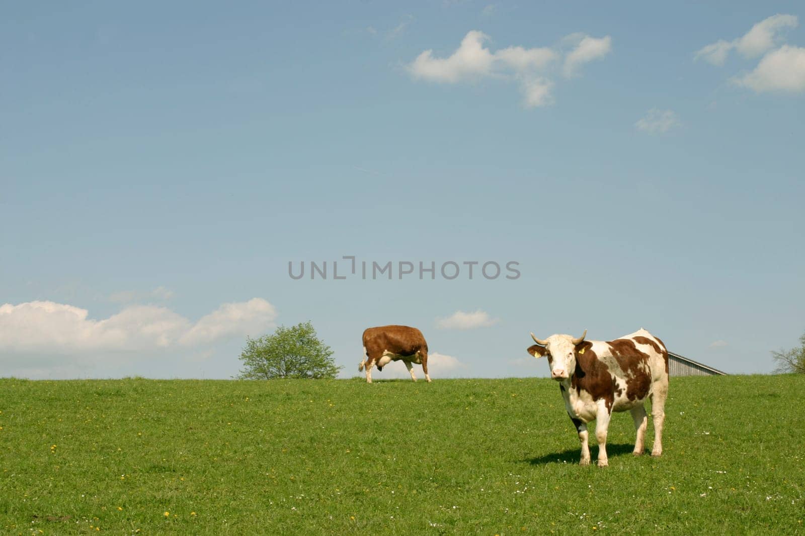 Cow Pasture,Heaven
