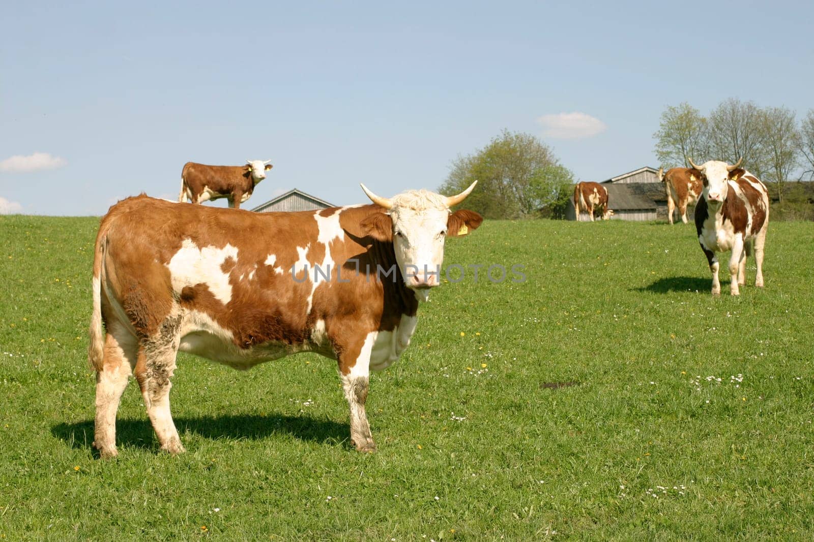 Cow Pasture,Heaven