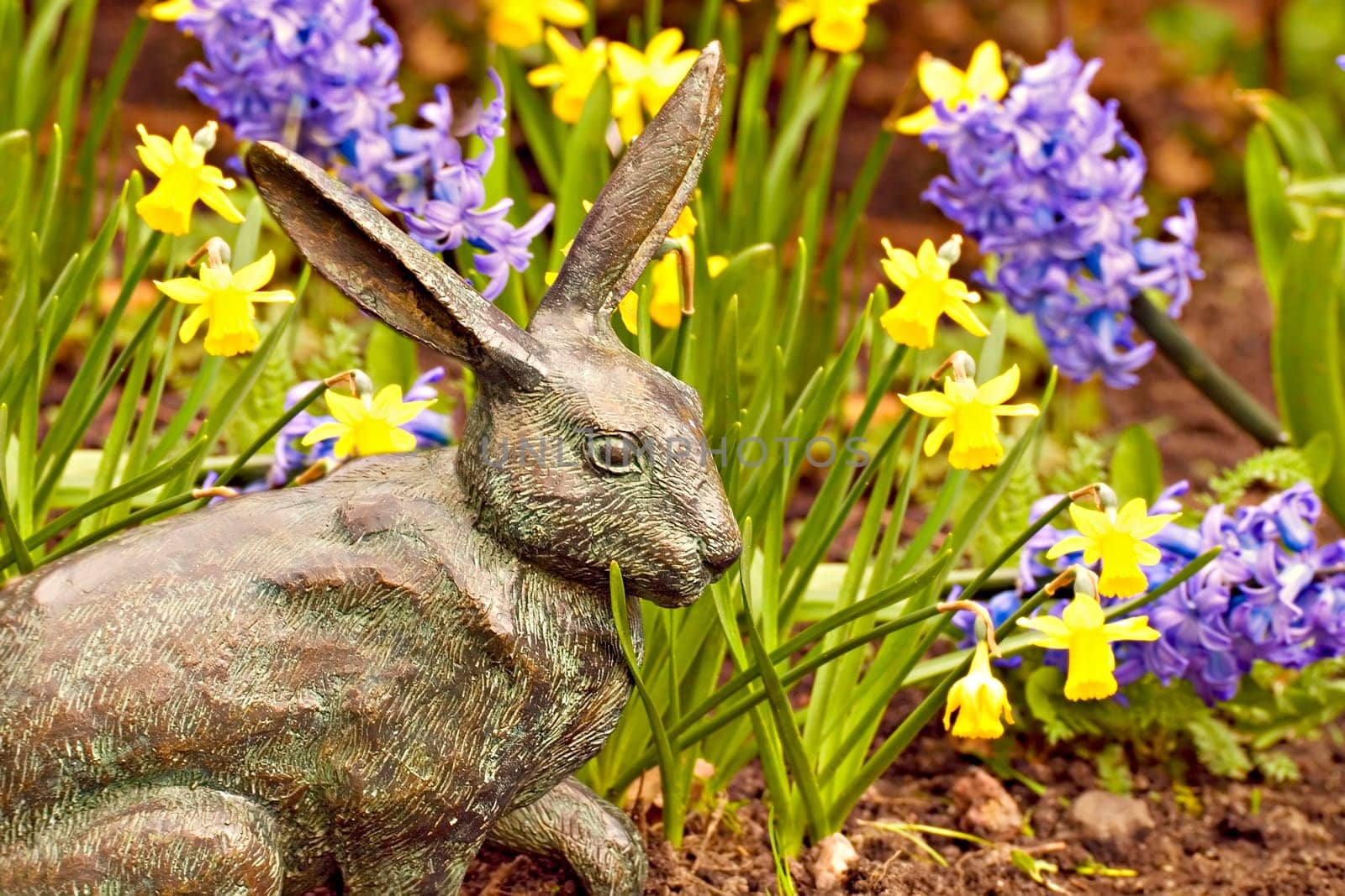 daffodils