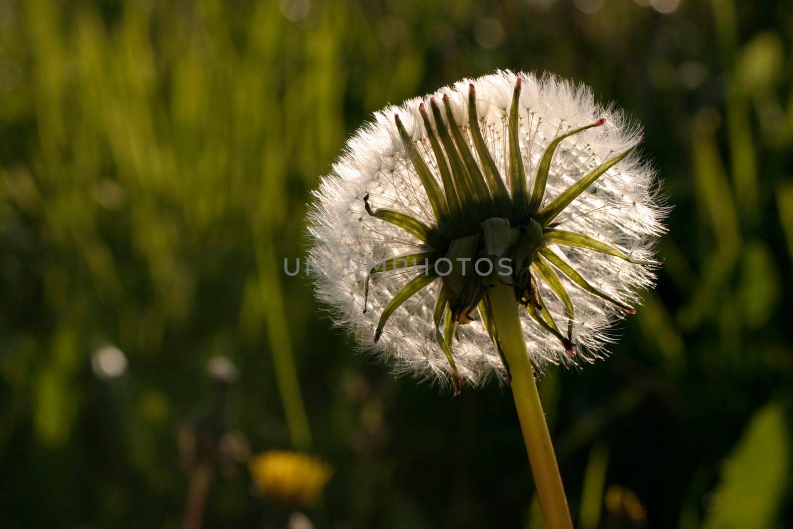 Dandelion