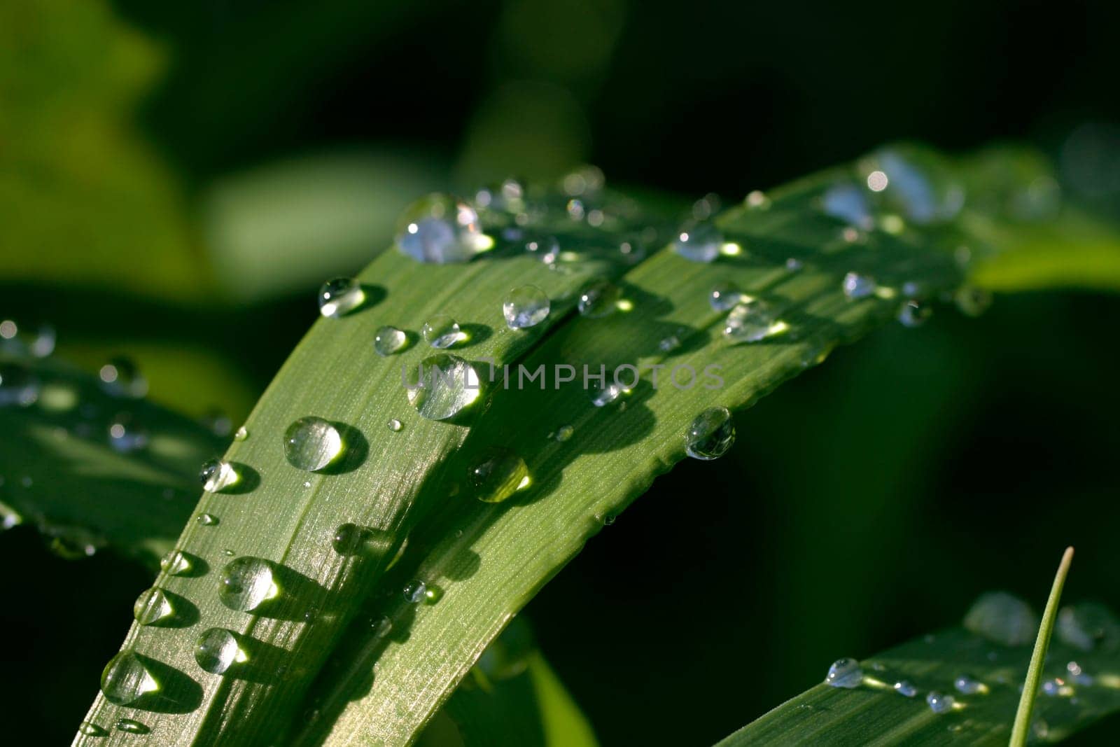 Leaves,raindrops