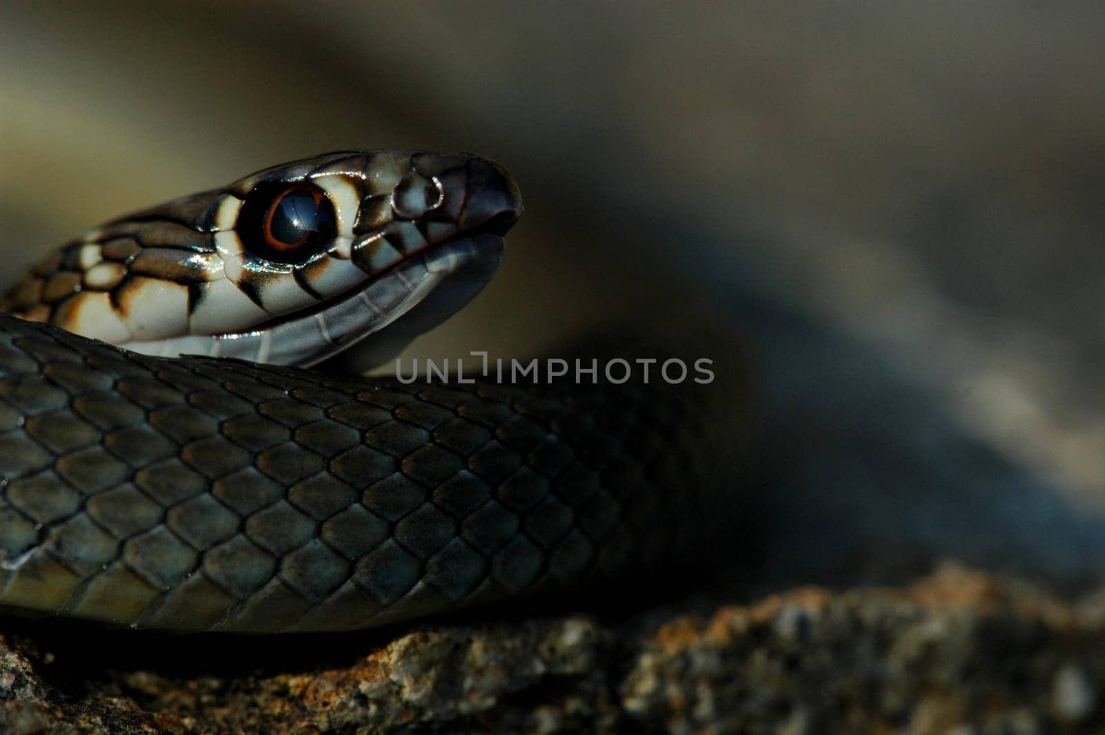 Snake detail 2