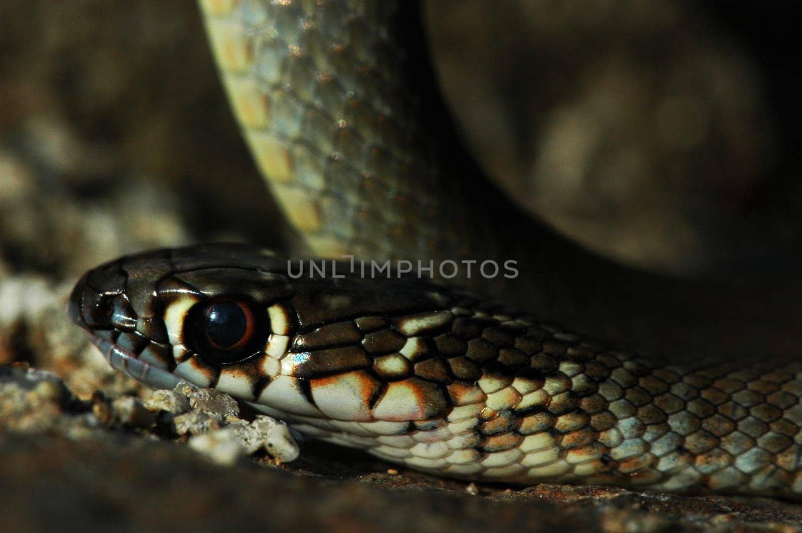 Snake detail