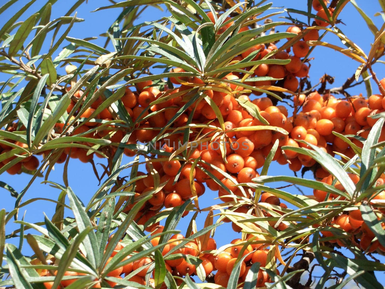 Sea buckthorn
