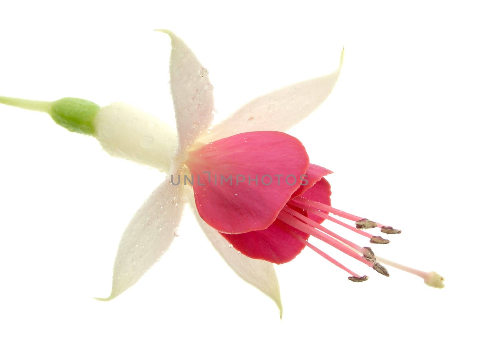 Fuchsia