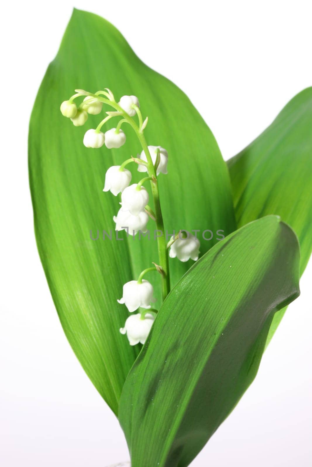 Lily of the valley