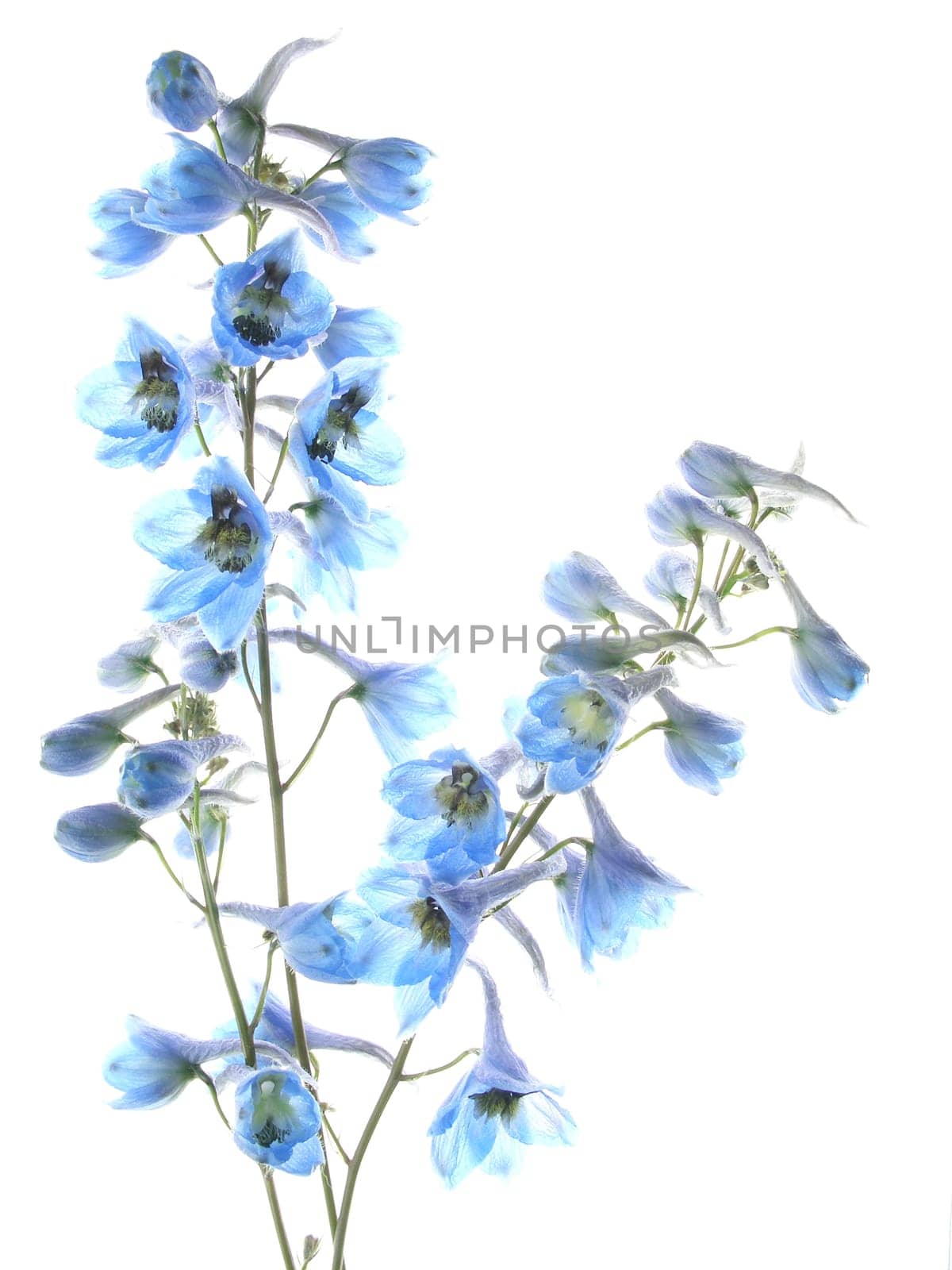 Larkspur