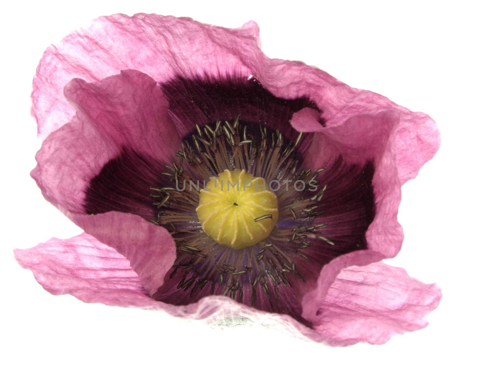 Papaver