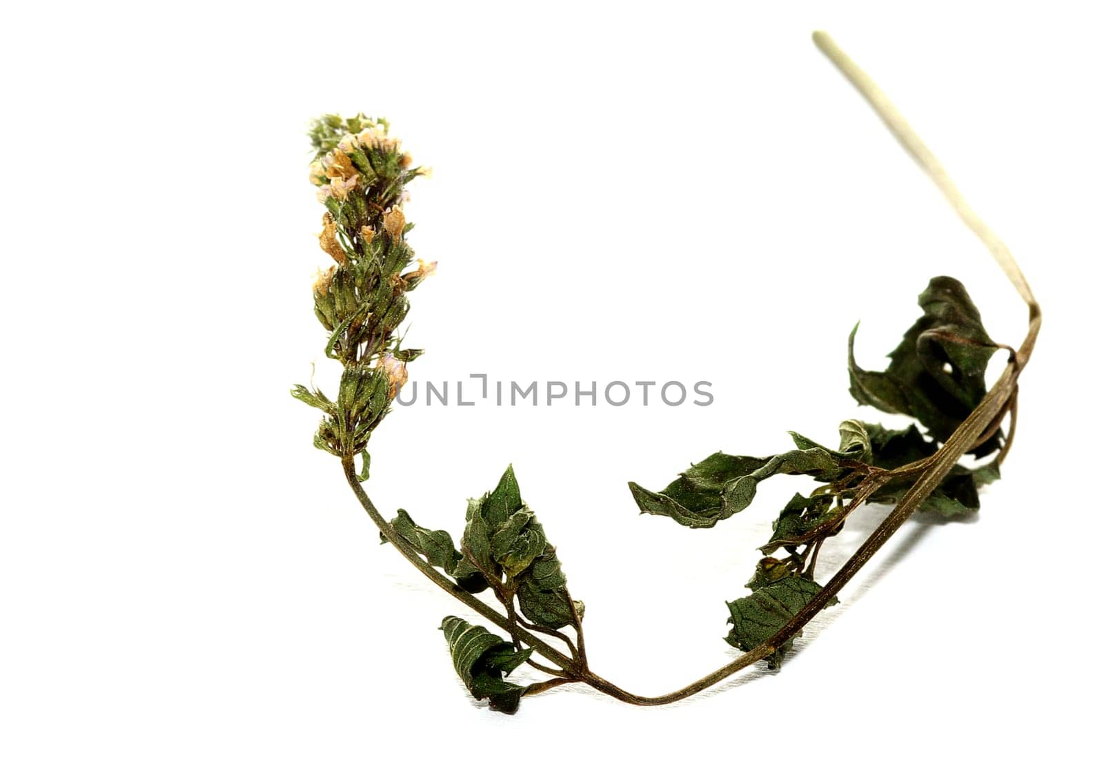dried peppermint
