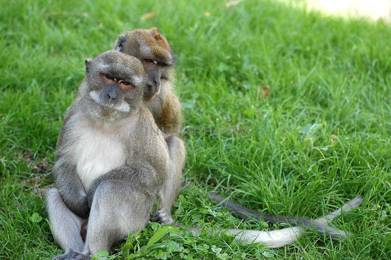 Monkey couple