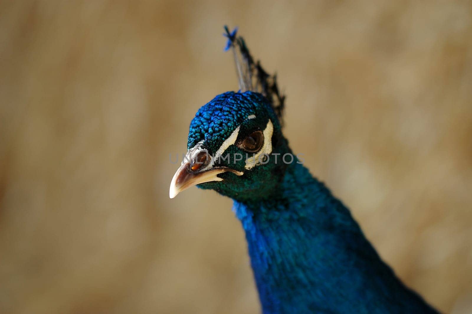 Peacock head