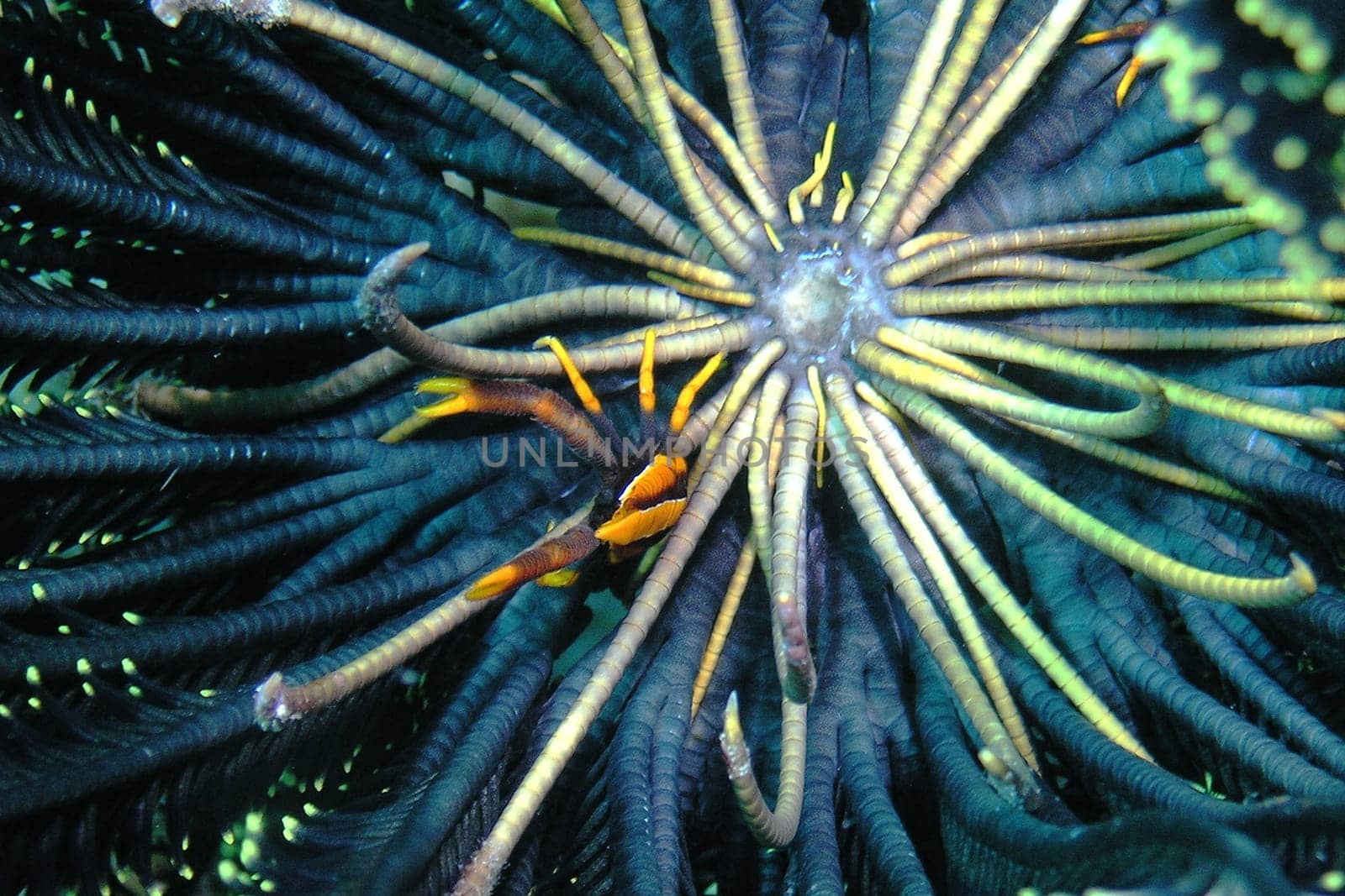 This little fellow is a feather star - jumping crab. I photographed him in Borneo at a depth of about 15 meters. There are many colors of this genus. Unfortunately,it is very difficult to find.
