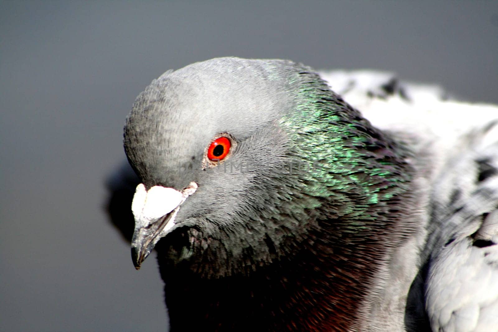 Pigeon Portrait II