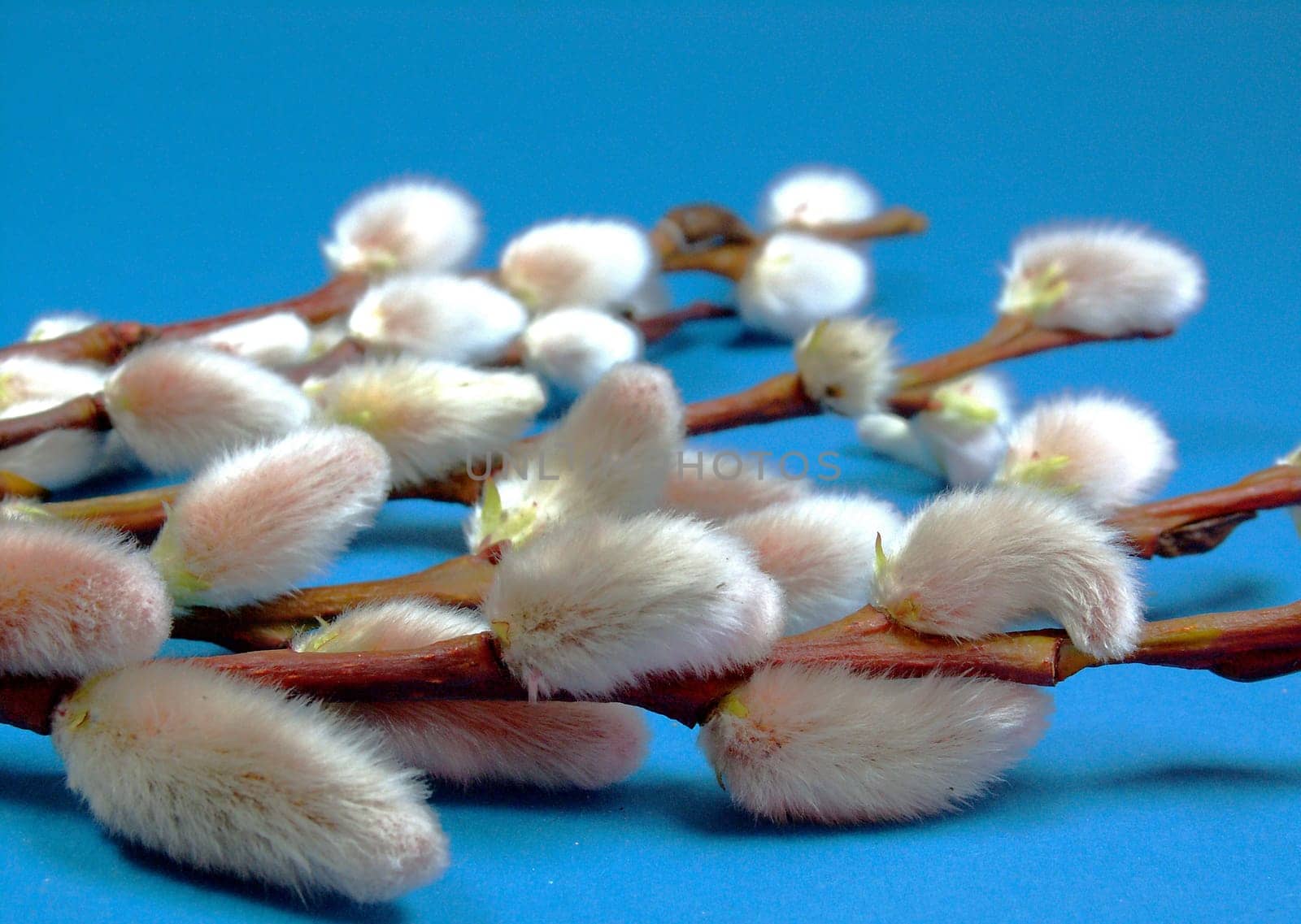 Willow catkin