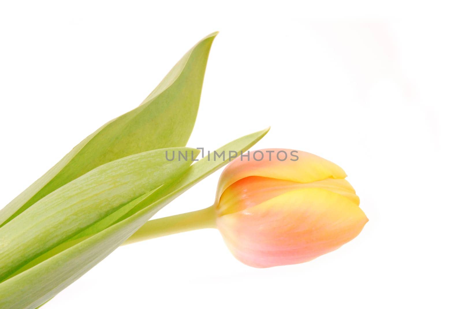 Tulip