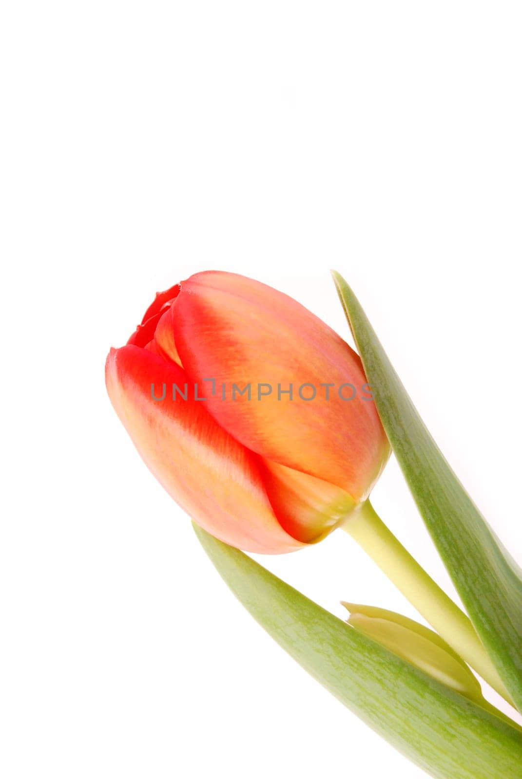 Tulip