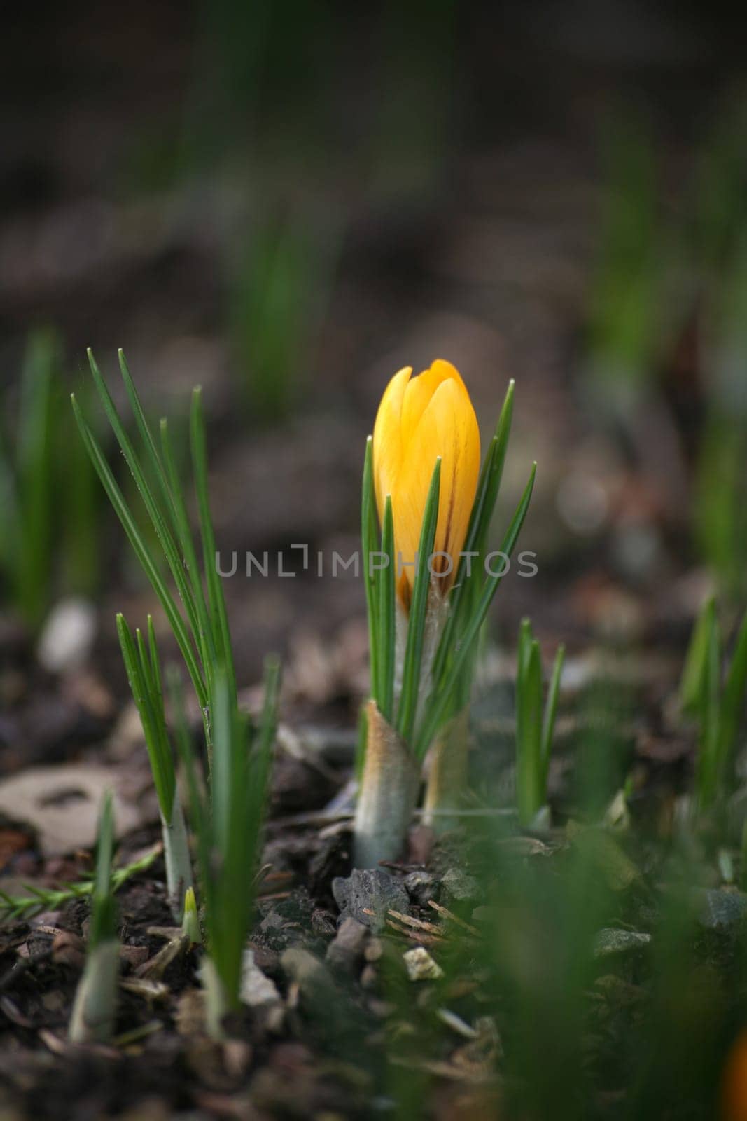 Early bloomers