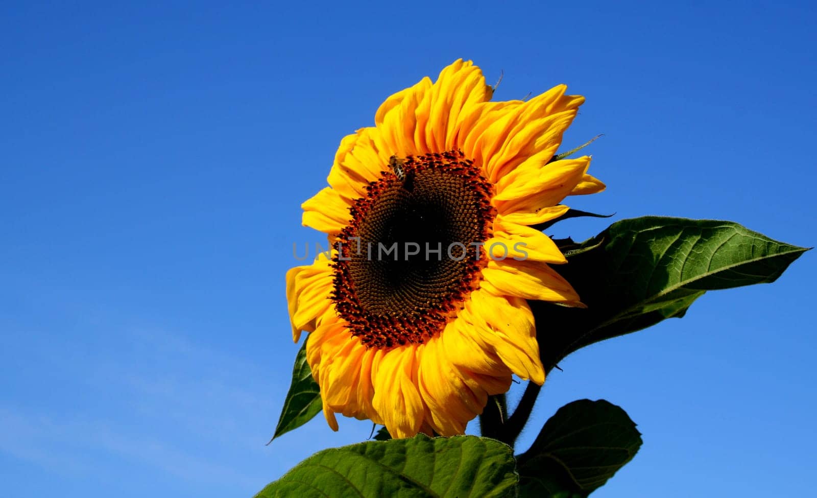 Sun in the wind