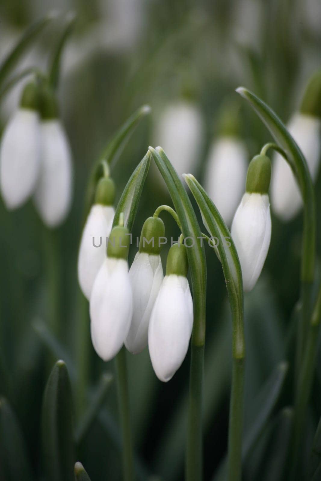 Snowdrop