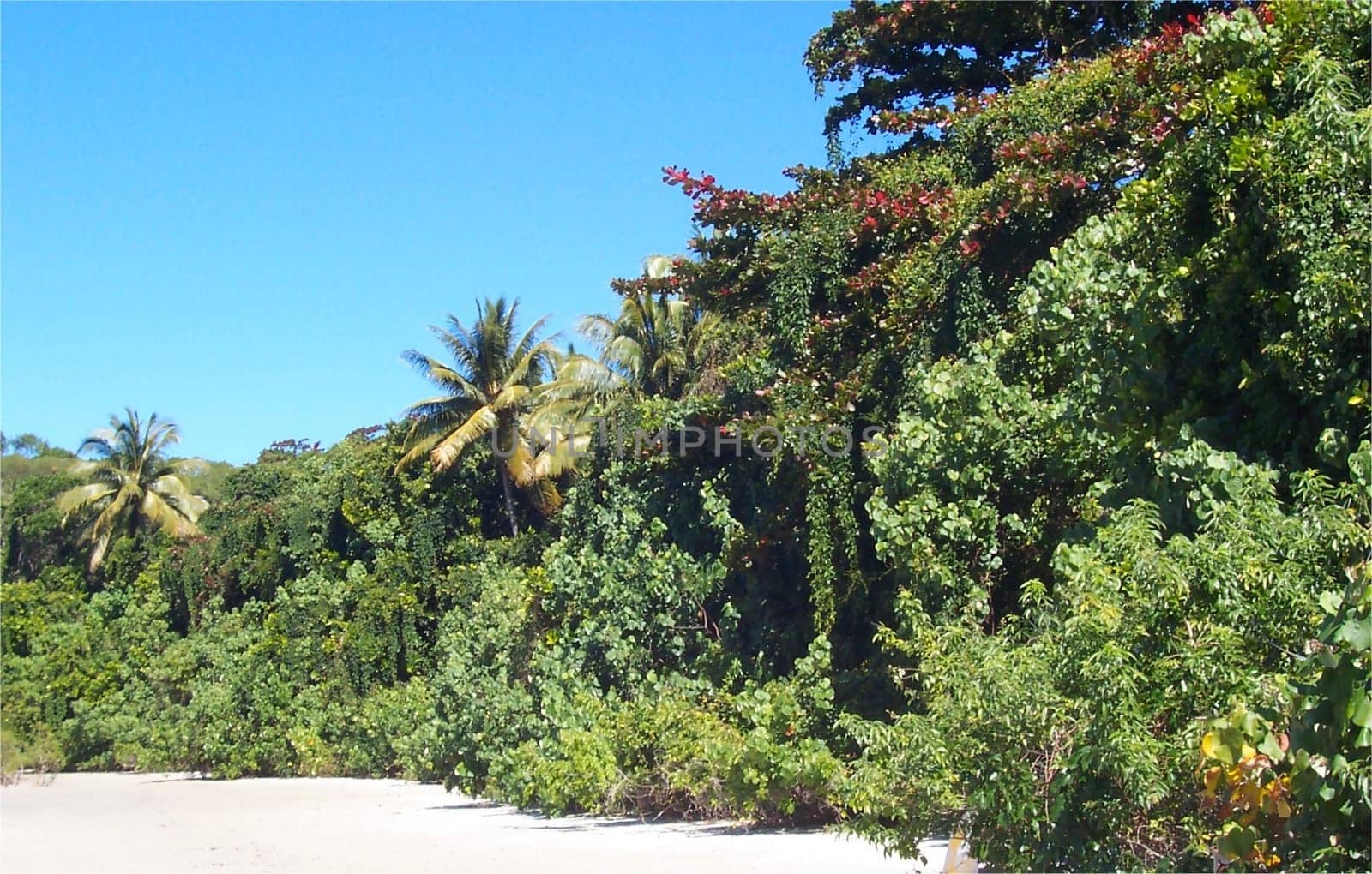 beach palms