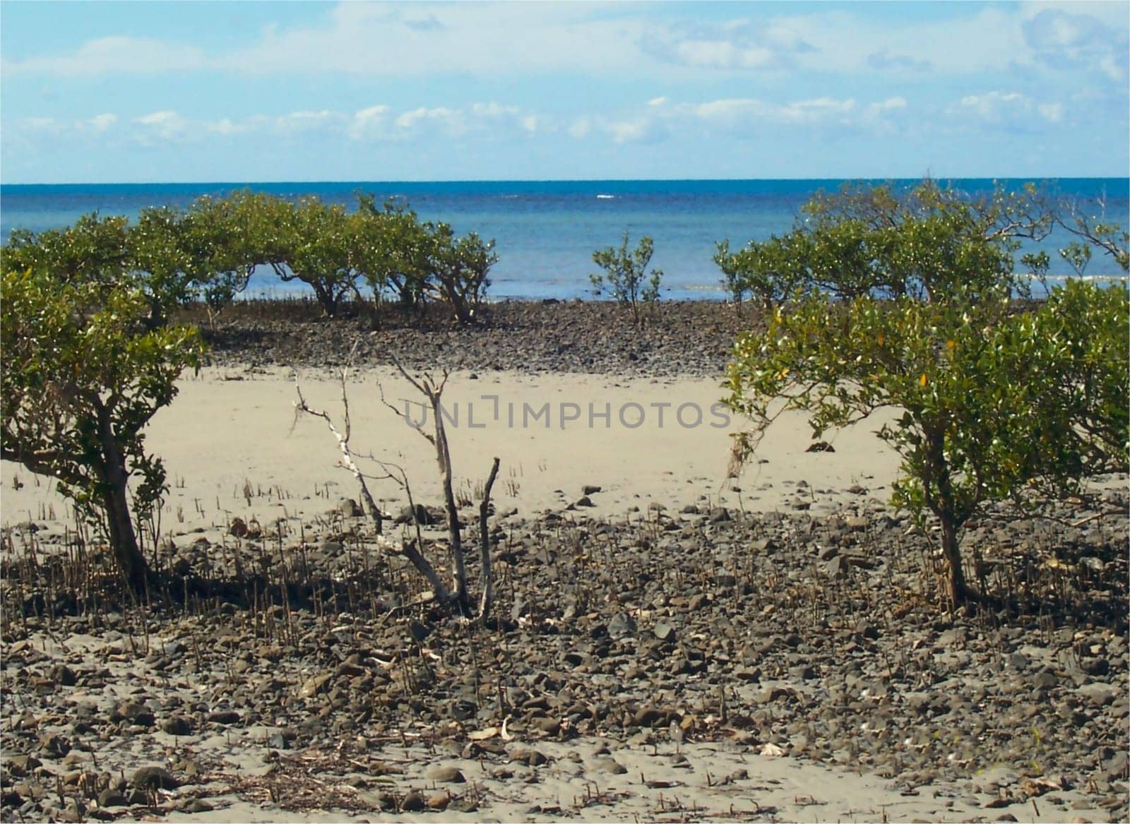 Mangrove beach