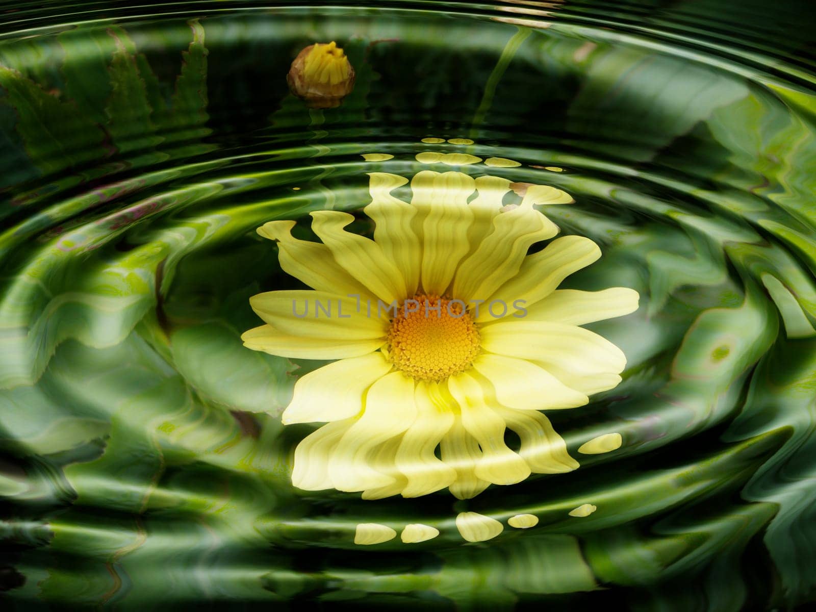 Aquatic Flora - Flowers - Reflection