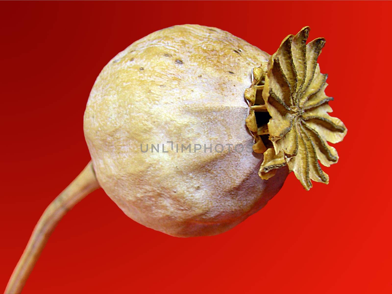 The capsule fruits of the poppy are used for semachor seed dispersal: If the stem is shaken by wind or touch,the fine seeds fall out of the pores of the poppy capsule as if from a salt shaker.