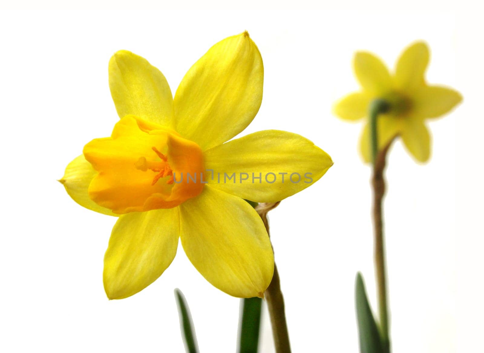 Daffodils