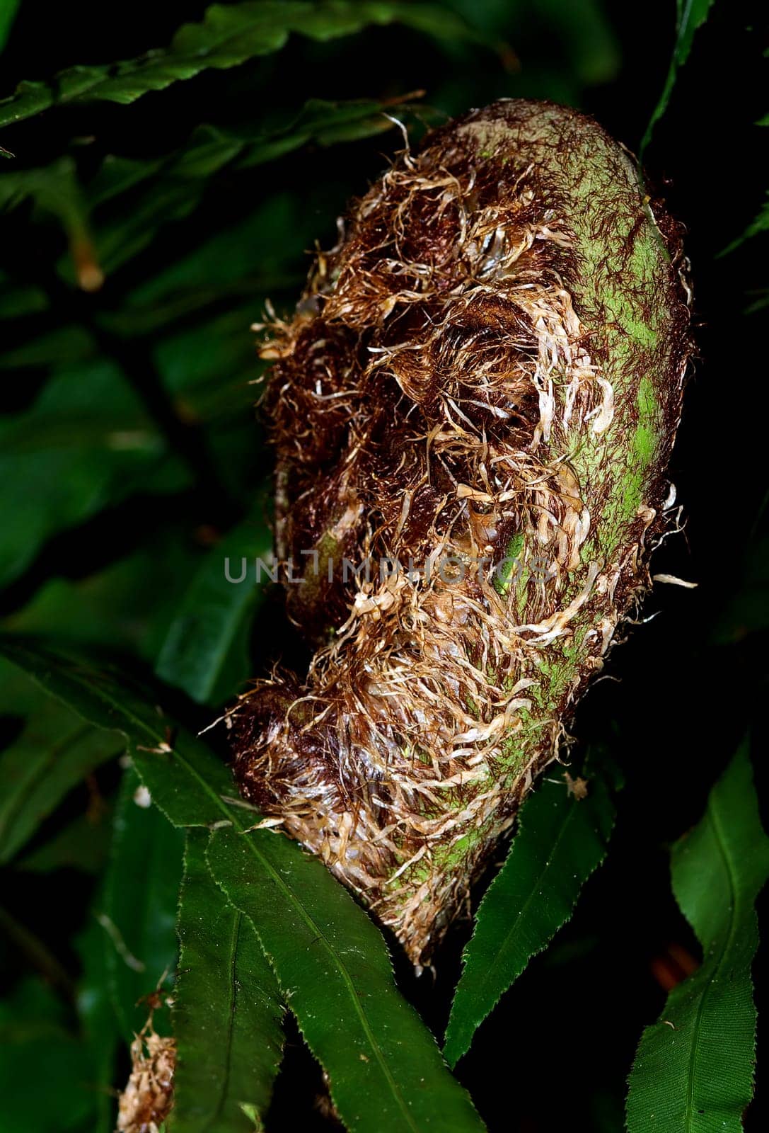 Tree fern