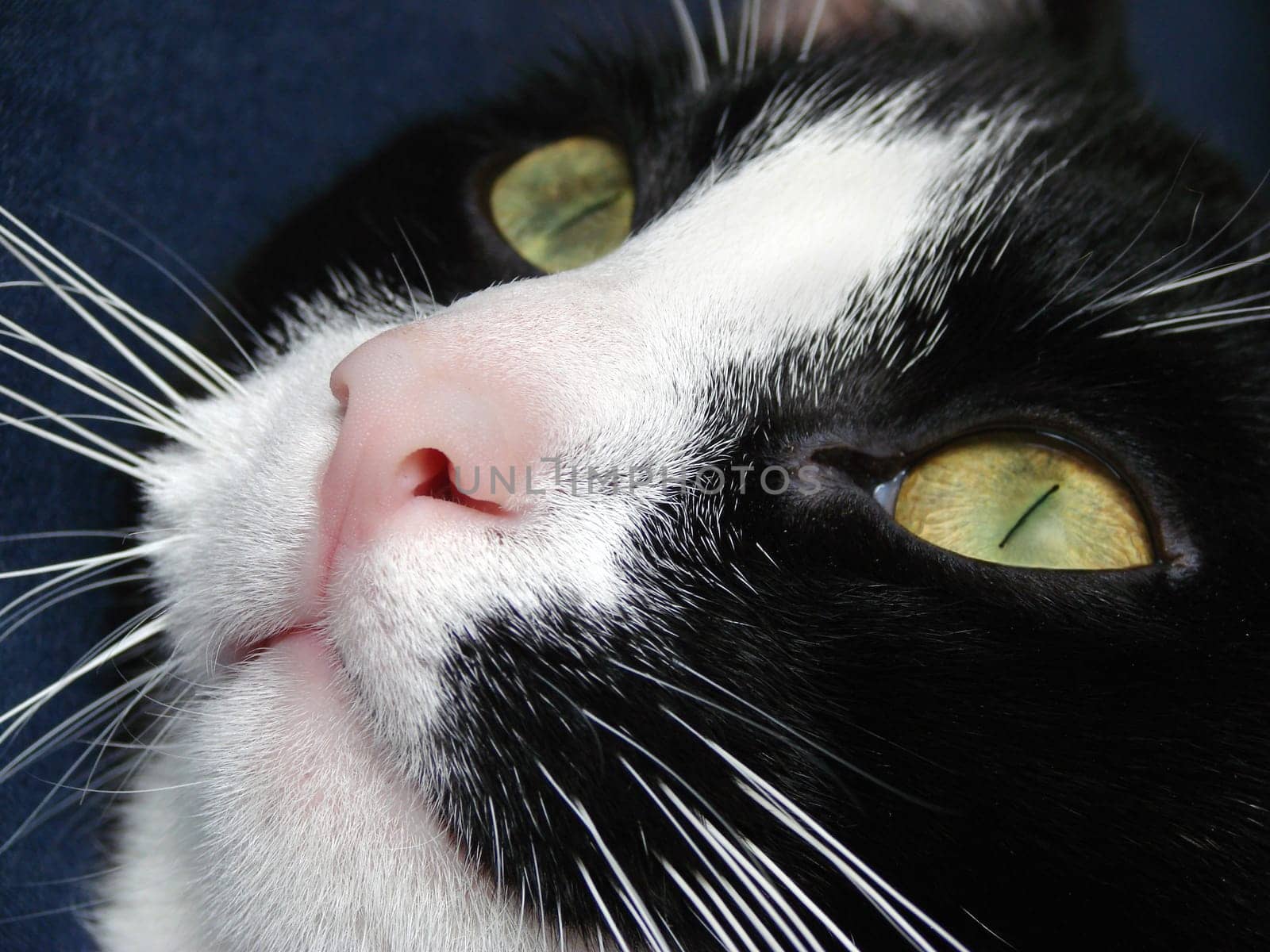Cat face