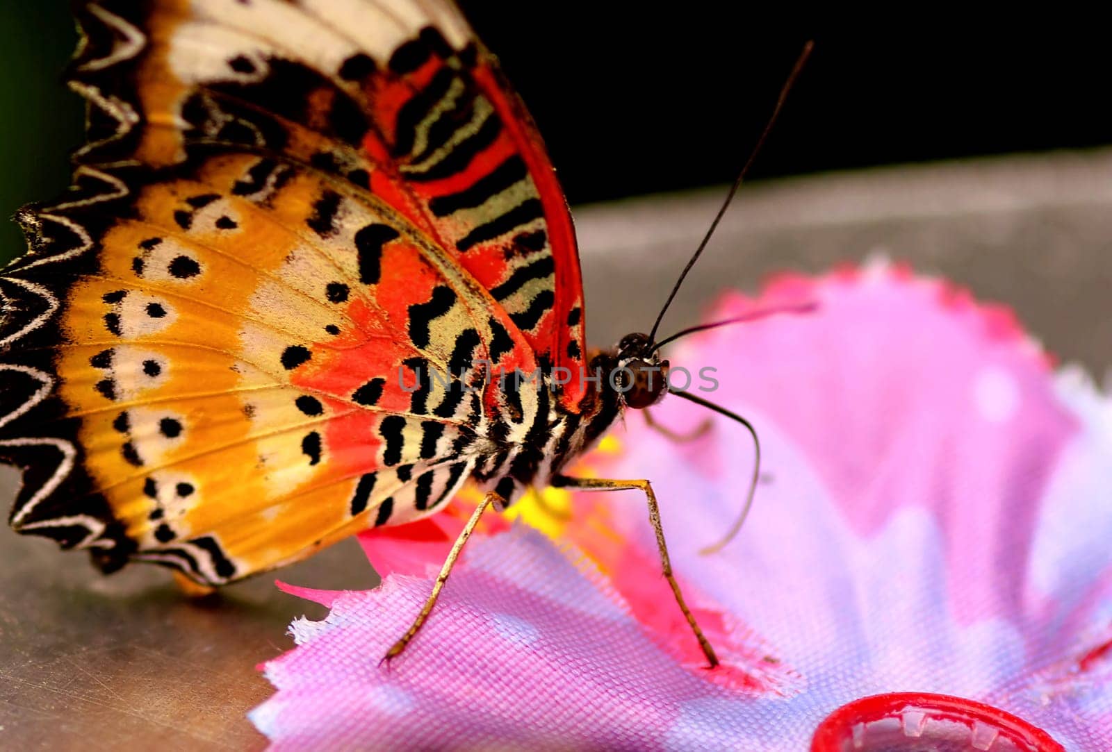 The Butterfly